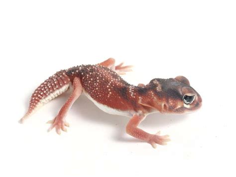 Smooth Knob-tail-101111-male | Gecko Daddy