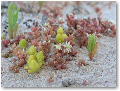 Australian Succulents | Small backyard gardens, Vegetable garden design, Easy garden