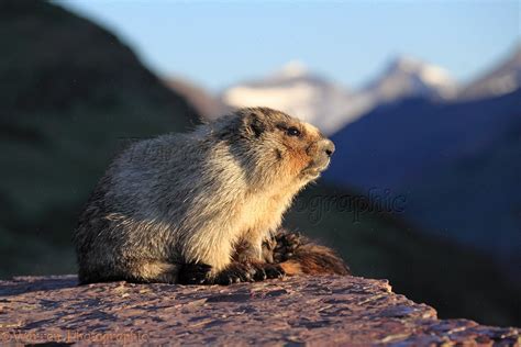 Hoary Marmot photo WP36380