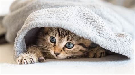 Baby cat under the blanket by julianaether via http://ift.tt/2lPX9dG ...