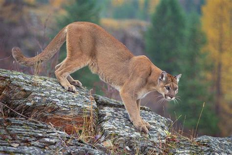 Were those mountain lions in San Marcos? Texas Parks and Wildlife investigates what would be a ...