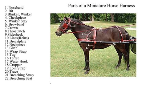 Horse Harness Diagram Miniature Shetland Pony, Miniature Ponies ...