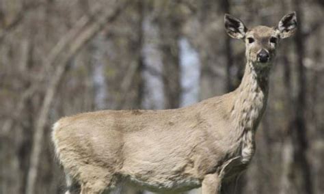 Chronic wasting disease found in new county | News, Sports, Jobs - The Mining Journal