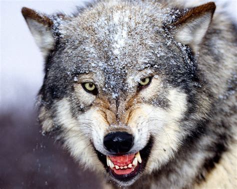 Wolf | Fun Animals Wiki, Videos, Pictures, Stories