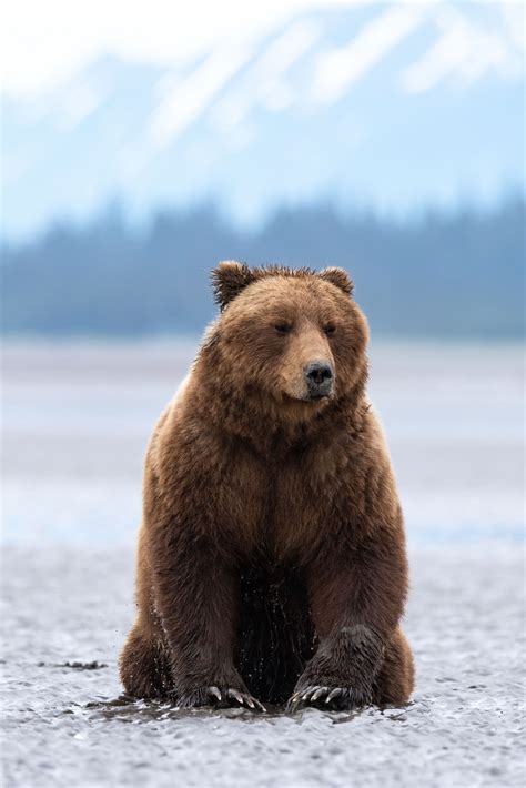 Grizzly Bear on beach | Grizzly bear photography, Grizzly bear ...