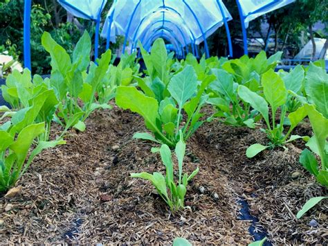 Spinach Plant Spacing » Top Tips for Best Growth