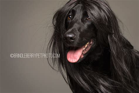 Dogs Showcase The Latest Trends In Human Hair And We Think They Look Better Than We Do ...