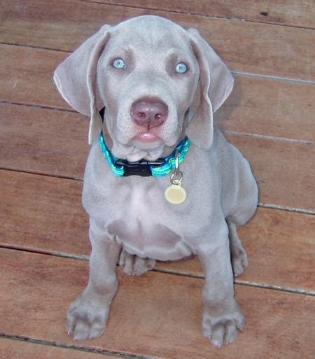 Monte the Weimaraner | Puppies | Daily Puppy