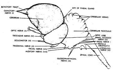 Nervous systems & important sensory organs - Poultry Hub Australia