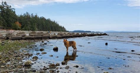 Miracle Beach Provincial Campground, Black Creek, BC | TheDogNetwork.ca