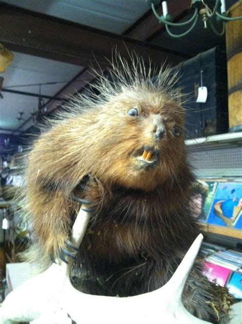 Funny Bad Taxidermy (26 pics)