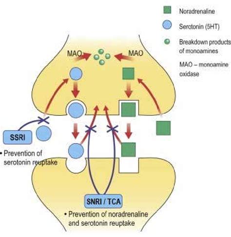 Mechanism of action of the SNRIs, TCAs, and SSRIs (Adapted from Stevens... | Download Scientific ...