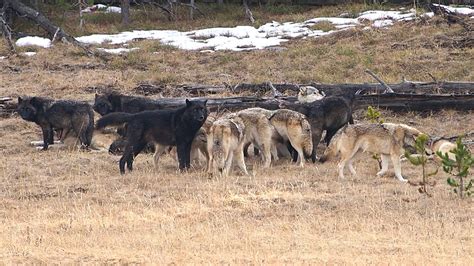 Photographer Shares Rare Video of Yellowstone's Wapiti Wolf Pack