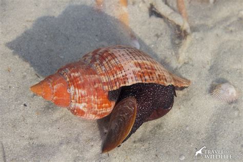 The Living Sea Shells: a Photo Gallery of Sanibel Island Seashore ...