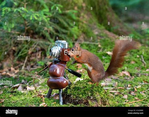 German Red Squirrel Taking a Photograph Close Up Stock Photo - Alamy