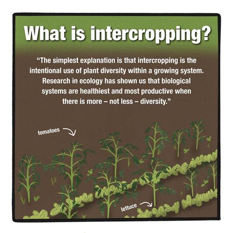 Intercropping: An Underutilized Tool | Pesticide Action Network (PAN)