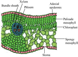 What is mesophyll cell - Science - Nutrition in Plants - 2216347 | Meritnation.com