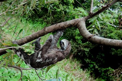 Sloths In The Amazon Rainforest - Rainforest Cruises