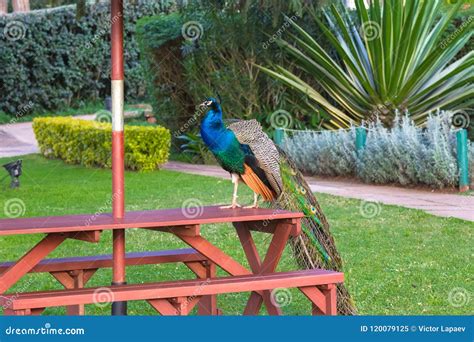 A Beautiful Peacock in Park Aberdare. Kenya, Africa Stock Image - Image ...