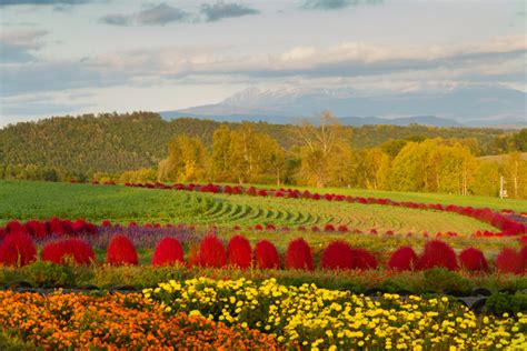 Purple Waves of Furano: Traveler's Guide to Hokkaido's Lavender Fields ...