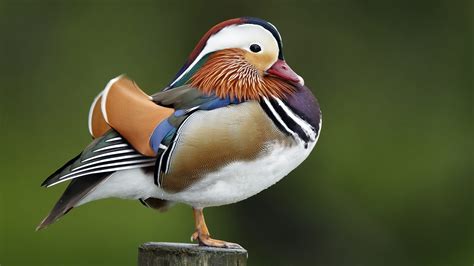 Learn about the mysterious mandarin duck in New York's Central Park