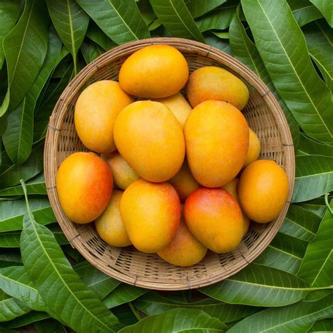 9 Benefits of Mango That You Should Know