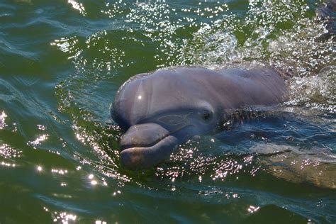 Hilton Head Dolphin Tours - Dolphin Experience Tour