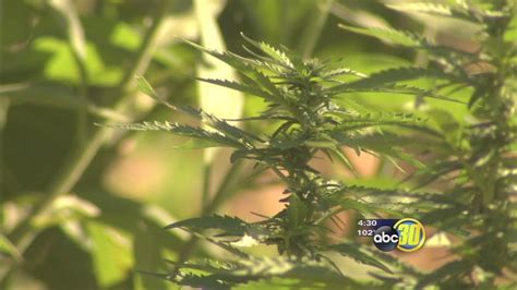 Madera County changes marijuana ordinance - ABC30 Fresno