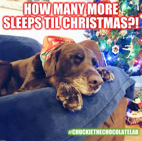 chuckie the chocolate lab Memes & GIFs - Imgflip