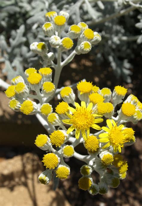 Didn't know Dusty Miller bloomed until about three years after I planted it! | Dusty miller ...