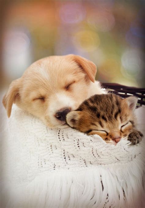 Puppy and kitten are sleeping | Puppies, Puppy and kitten, Pets