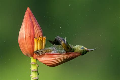 View the Bird Photographer of the Year 2021 Winners — Bird Photographer of the Year