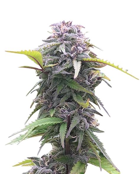 King Louis XIII Strain Autoflowering Cannabis Seeds - Rocket Seeds