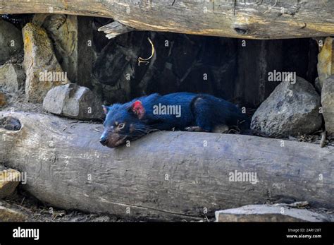 Tasmanian Devil in the Tasmanian Devil Conservation Park, Tasmanina, Australia Stock Photo - Alamy