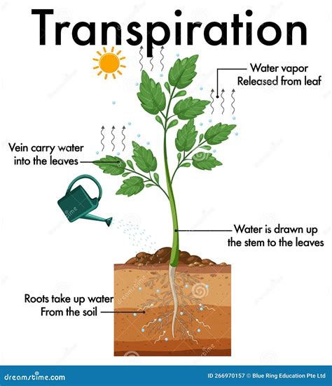 Diagram Showing Plant Transpiration Stock Vector - Illustration of educational, graphic: 266970157