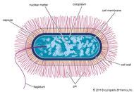 Bacillus subtilis | bacterium | Britannica.com