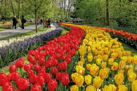 Keukenhof, el jardín de flores más grande (y bonito) del mundo