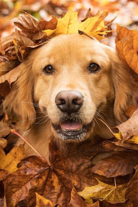 Golden retriever dog in a pile of fall leaves #goldenretriever | Golden ...