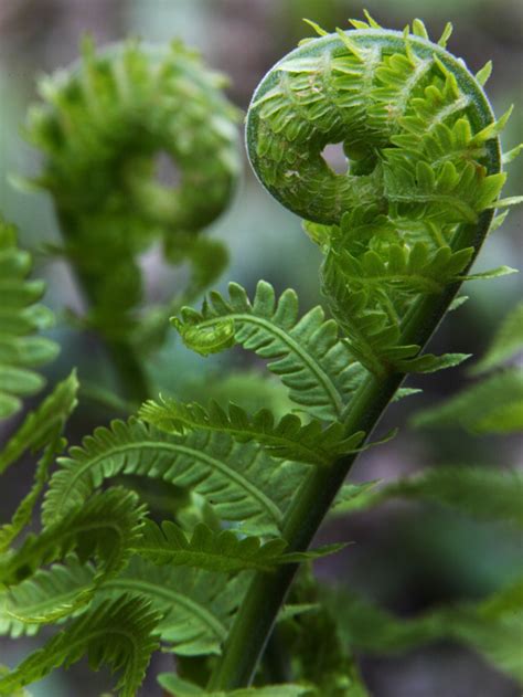 Cooking with fiddlehead ferns | The joy of plants