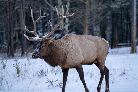 The Complete Guide to Wildlife Viewing in Banff National Park