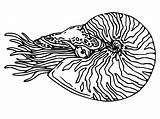 Nautilus Printable sketch template