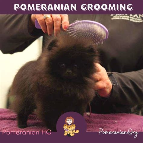 Pomeranian Grooming Explained: Learn How to Groom a Pomeranian Dog