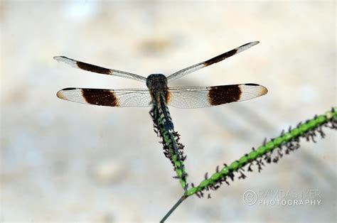 Brazil Wildlife – Ramdas Iyer Photography