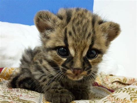 Margay, 1 month. - ZooChat