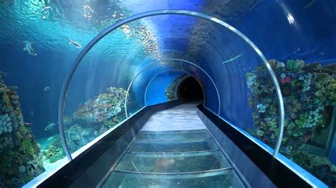 Tunnel with fish. Fun for kids to look at. National Aquarium Denmark. Den blå Planet. - YouTube