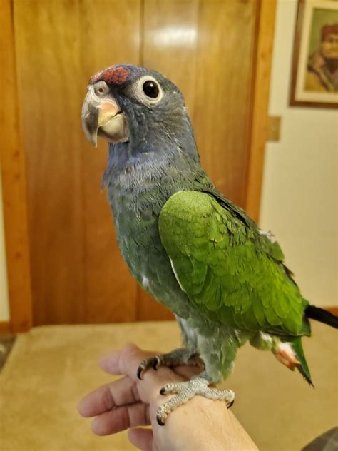 Pionus Parrot For Sale in Missouri (2) | Petzlover