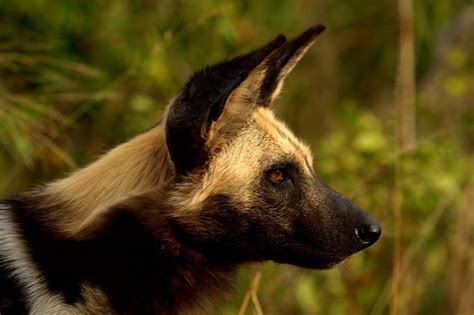 Wild dog (Endangered) | IMG_5334 U Bell | By: Arno Meintjes Wildlife | Flickr - Photo Sharing!