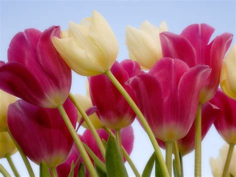 Flowers Wallpapers: Tulips Flowers Wallpapers