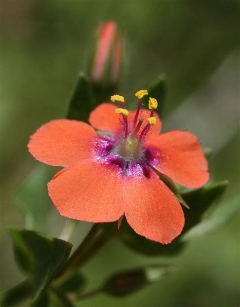 Scarlet Pimpernel (Anagallis arvensis) means . . . CHANGE | Soyut resim ...