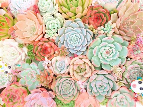 Succulents | Succulents, Planting succulents, Plants